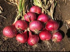 Fresh Onion, Indian Onion, Red Onion, Onion, Nashi Onion, Pink Onion, Garva Onion - Image 5