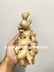 Indonesian Fresh Elephant Ginger / Cleaned High Quality Natural Spices for Wholesale Export - Image 3