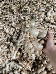 Premium Quality Fresh Ginger Root Wholesale Fresh Vegetables Ginger Bulk Stock At Wholesale Cheap Price - Image 1