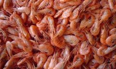 FROZEN RED SHRIMPS HOSO -PUD - PD – product photo 1, product detail gallery