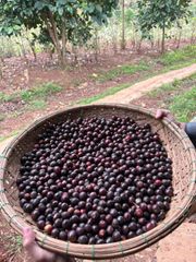 Robusta Honey S16 Coffee – product photo 2, product detail gallery