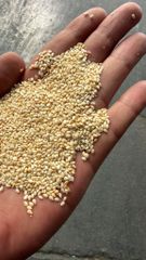 sesame seed premium quality – product photo 1, product detail gallery
