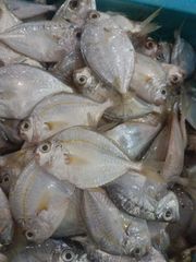 Premium Quality Frozen Ponyfish / Slipmouth (Ikan Petek / Leiognathidae) – Wild Caught & Export Grade - Image 3