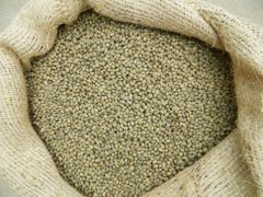 Premium Green Coffee Beans Wholesale | Bulk Arabica Coffee and Robusta Coffee Beans - Image 3
