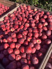 Fresh Apple Red Chief - Image 1