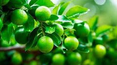 Fresh Lemon, Green Lime - Image 5