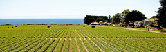 ANDREW & WILLIAMSON FRESH PRODUCE