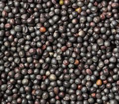 Canola Seed For High Yield Agriculture Productive Oilseed Crop With Quality Grains Suitable For Farming Processing – product photo 4, product detail gallery