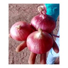 Best Quality Fresh Organic Nutritional And Natural Fresh Red Onion At Wholesale Buy Now at Low Price - Image 6