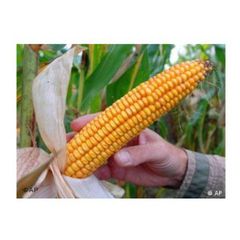 Premium Yellow Sweet Corn Fresh Corn on Cob Wholesale Supplier Export Quality - Image 4