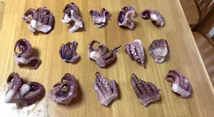 baby squid tentacles - Image 2