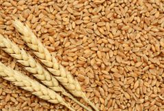 Premium Grade Milling Wheat for Efficient Flour Processing and Consistent Results in Industrial Milling - Image 5