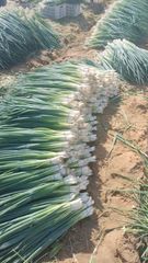 Spring Onion (Green Onion) Origin Egypt Shelf Life Excellent Quality Export Quality Quality Standard European Export Standards - Image 4