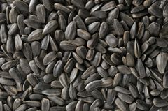 Sunflower Seeds for Crushing for Efficient Extraction Processes and Improved Raw Material Utilization in Oil Mills - Image 1