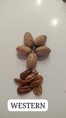 Walnuts – product photo 1, product detail gallery