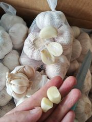 WHITE GARLIC - Image 2