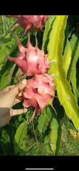 Dragon Fruit – product photo 2, product detail gallery