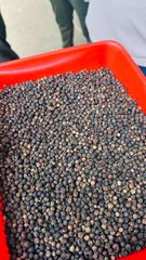 Black pepper gl 550 pure – product photo 3, product detail gallery