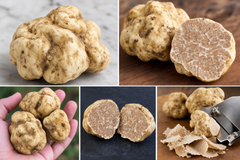 White Truffle (Tuber magnatum pico) - Image 3