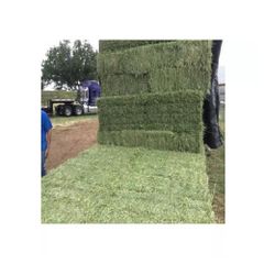 Cheap Top Quality Alfalfa Hay for Animal Feeding Stuff Alfalfa hay/Timothy hay - Image 2
