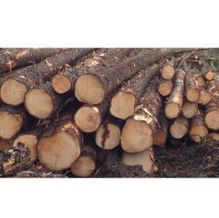 Fresh Cut Spruce Logs - Wholesale Prices for Bulk Orders - Image 1