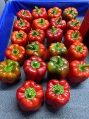 Peppers - Image 1