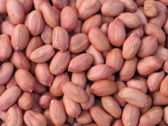 PEANUT - Image 1
