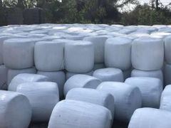 Corn Silage – product photo 5, product detail gallery