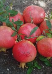 Pomegranates - Image 4