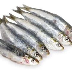 Frozen Sardine Whole Round – product photo 2, product detail gallery