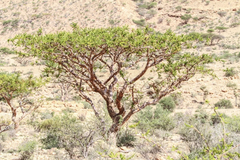 Ethical frankincense & natural resins – product photo 2, product detail gallery