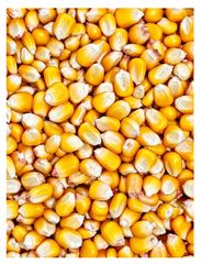 Corn Seeds - Image 1
