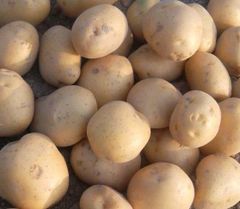 Potato (Granola) Grade 80 gm up Size Range 80-150g+ Crop Year Cultivation-2025 Packaging 10 , 15 and 20 kgs Delivery Lead Time 7 Or 10 Days After Supply Order - Image 2