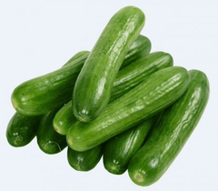 Fresh Cucumber – product photo 3, product detail gallery