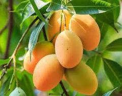 Sunrise Gold Vietnamese Mango - Image 2
