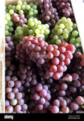 Fresh Azerbaijani Grapes - Image 2