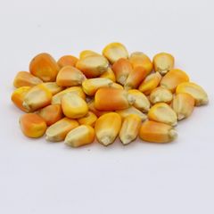 Brazilian Yellow Corn frozenchickenexports.com – product photo 3, product detail gallery