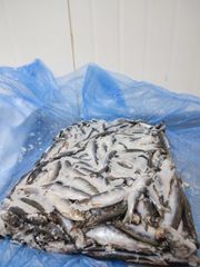 AUSTRAL SARDINES 2X10 KG FROZEN BLOCKS - Image 4
