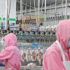 100bph to 13000bph Abattoir Meat Processing Machine Slaughtering Chicken Quail Rabbit Animal Poultry Killing Slaughter Chicken Plucker Machine - Image 3