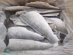 Frozen Mullet Fillet - Image 5
