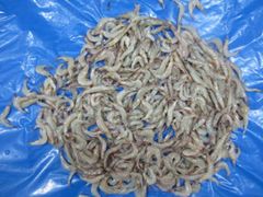 FROZEN THELLY SHRIMPS Content NA Type Shrimp Style FROZEN Packaging Box Brand Name AST Ingredients NA Weight (kg) 20 Model Number - Image 2