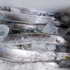 Fresh Frozen Whole Ribbon Fish - HIGH QUALITY - Image 1