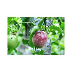 High quality passion fruit offered for wholesale tropical fruit supply - Image 1