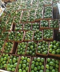 Avocados - Image 1
