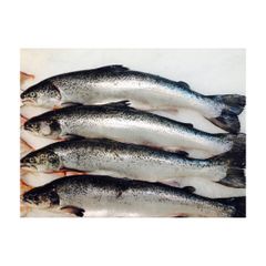 Salmon Fish Frozen Fillet Fresh And Frozen Atlantic Salmon Fish/Whole Frozen Salmon/Salmon Head For Sale. - Image 1