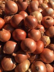 Onions - Image 2