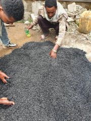 Biochar for Soil Amendment and Construction Applications - Image 2