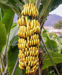 Fresh Banana - Image 5