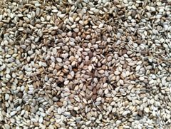 White Sesame Seeds - Image 1