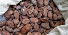 Cocoa Bean – product photo 1, product detail gallery